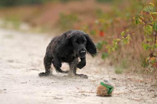 Das Jagdverhalten deines Hundes - clever Belohnungen einsetzen - Onlinevortrag mit Pia Gröning [Digital]