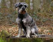 Schnauzer auf einem Baumstumpf im wald