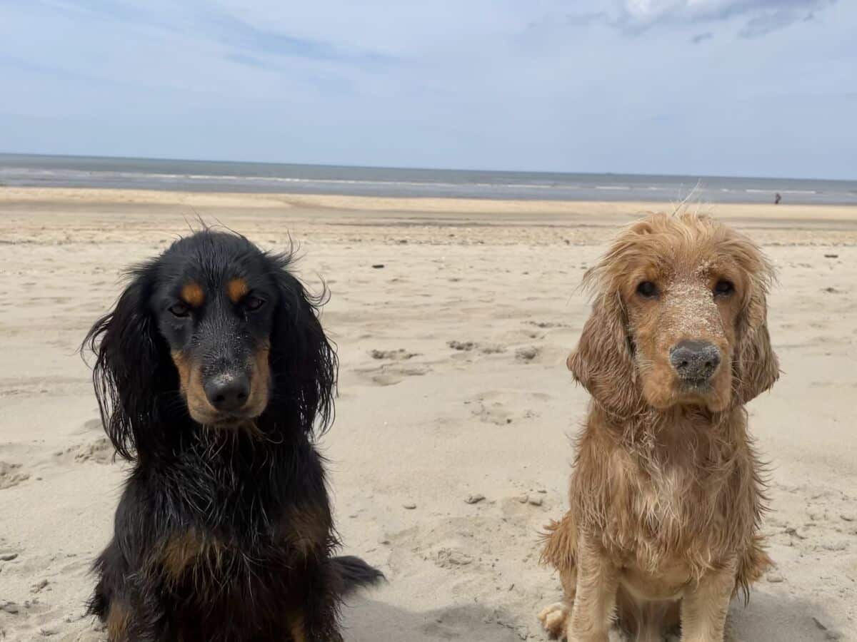 Der Spaniel beim Nicht-Jäger - eine Aufzeichnung mit Pia Gröning