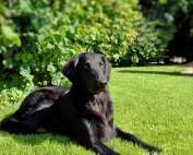 Flat Coated Retriever liegt auf einer Wiese