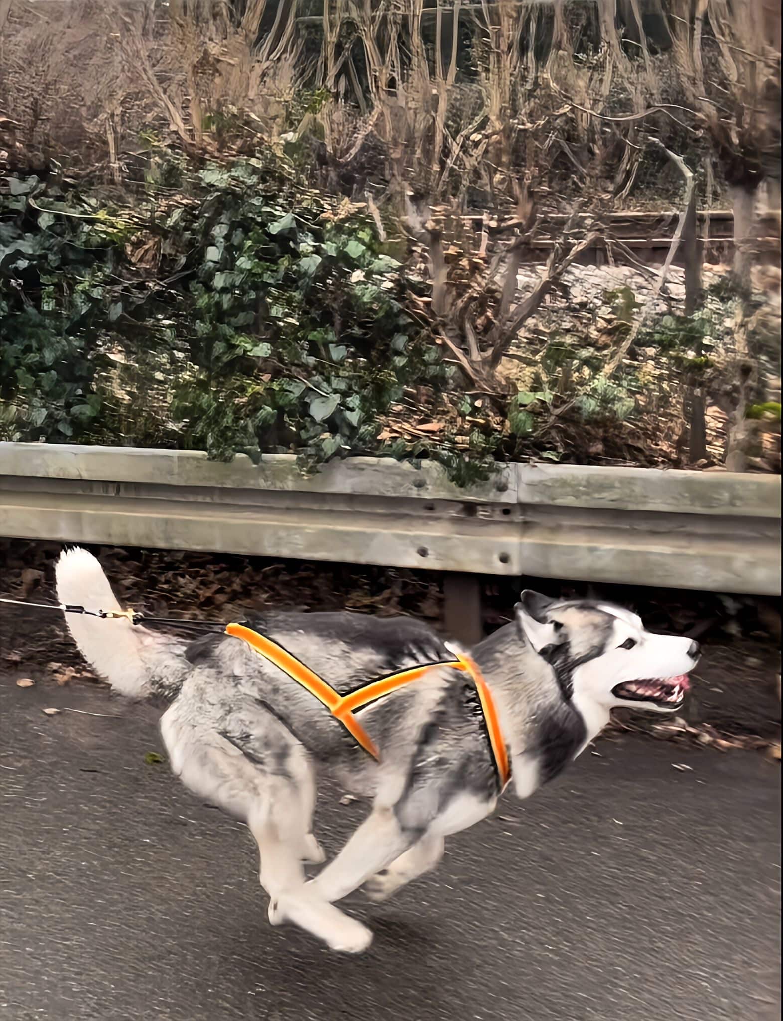 Husky Sky im Zuggeschirr vorm Roller