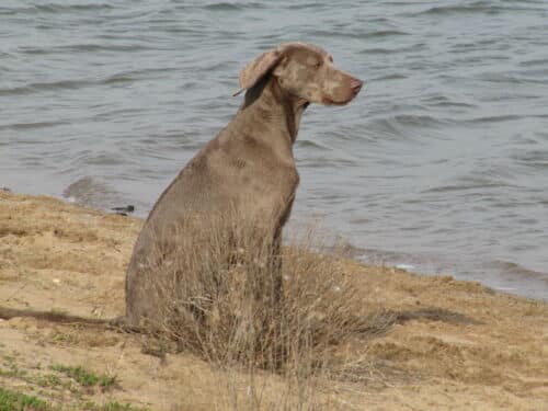 Weimaraner-Spezial-Woche in Siebengewald/NL mit Pia Gröning [Digital]