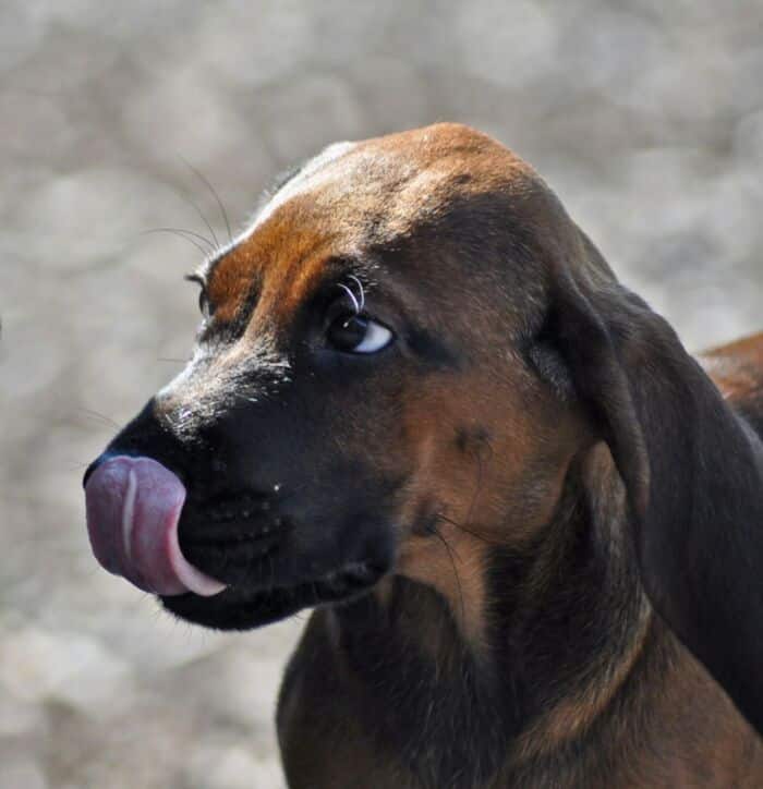 Stress? Nein, Danke! - der Tagesablauf für einen ausgeglichenen Hund - Online-Zoom-Vortrag mit Pia Gröning