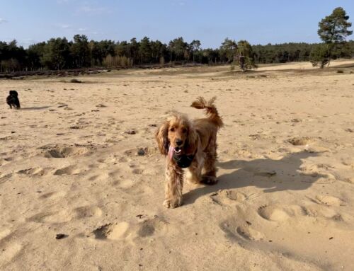 Welche Hobbys hat dein Hund beim Spaziergang?