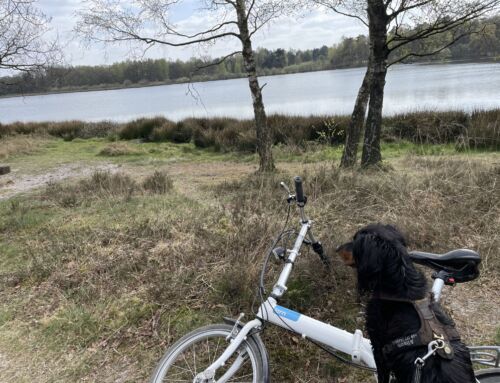 Hund am Fahrrad – einige Tipps