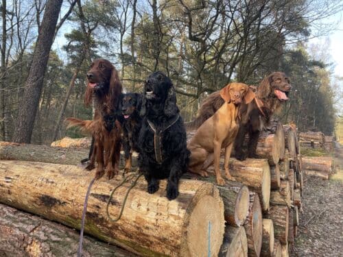 Mehrhundehaltung - Ein Hund mehr - Albtraum oder Bereicherung?! - Aufzeichnung mit Pia Gröning [Digital]