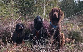 3 Hunde in der Heide