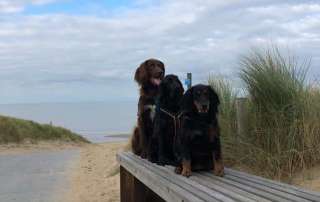 3 Jagdhunde auf der Bank am Strandabgang