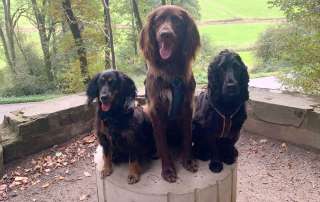 3 Jagdhunde auf einem Sockel