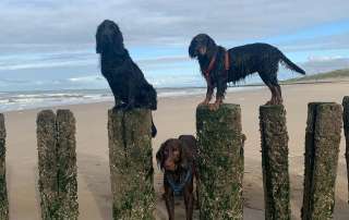 3 Jagdhunde am Strand - 2 davon auf den Holzpfosten