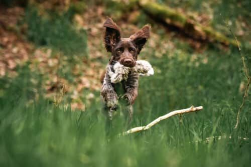 Jagdverhalten - welche Hunde-Beschäftigung macht (k)einen Sinn? mit Pia Groening