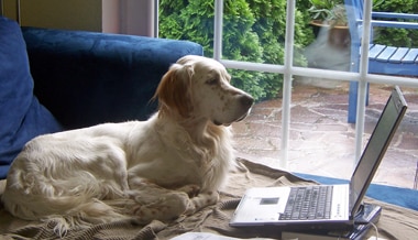 Englisch Setter liegt vor einem Laptop und schaut hinein