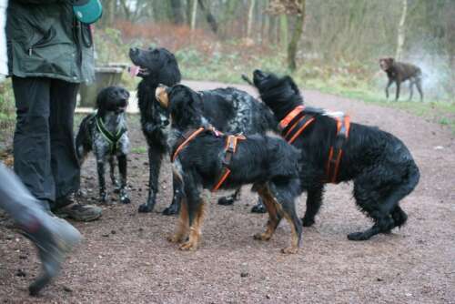 4 Jagdhunde sehen erwartungsvoll zu Pia Gröning hoch