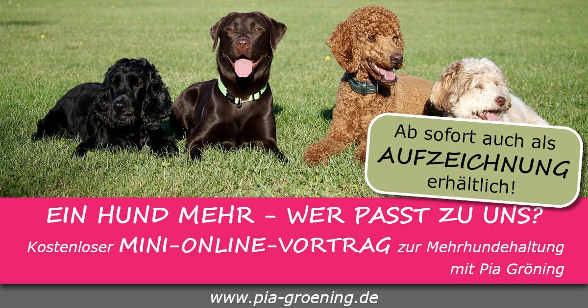 Werbebild Ein Hund mehr, wer passt zu mir