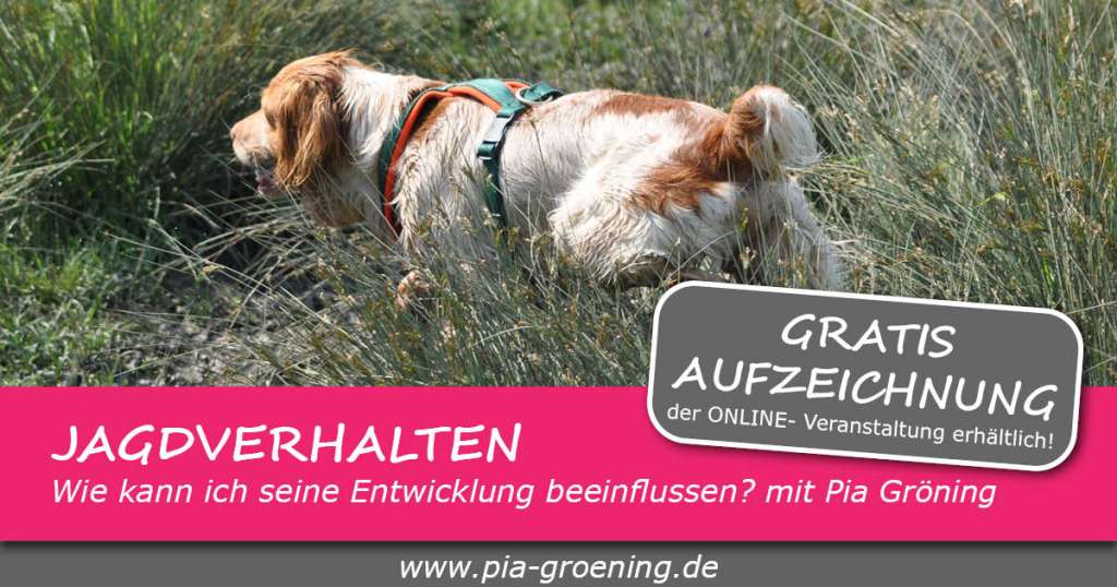Werbe Jagdverhalten, wie kann ich seine Entwicklung beeinflussen