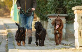 Pia Gröning führt ihre 3 Hunde an der Leine