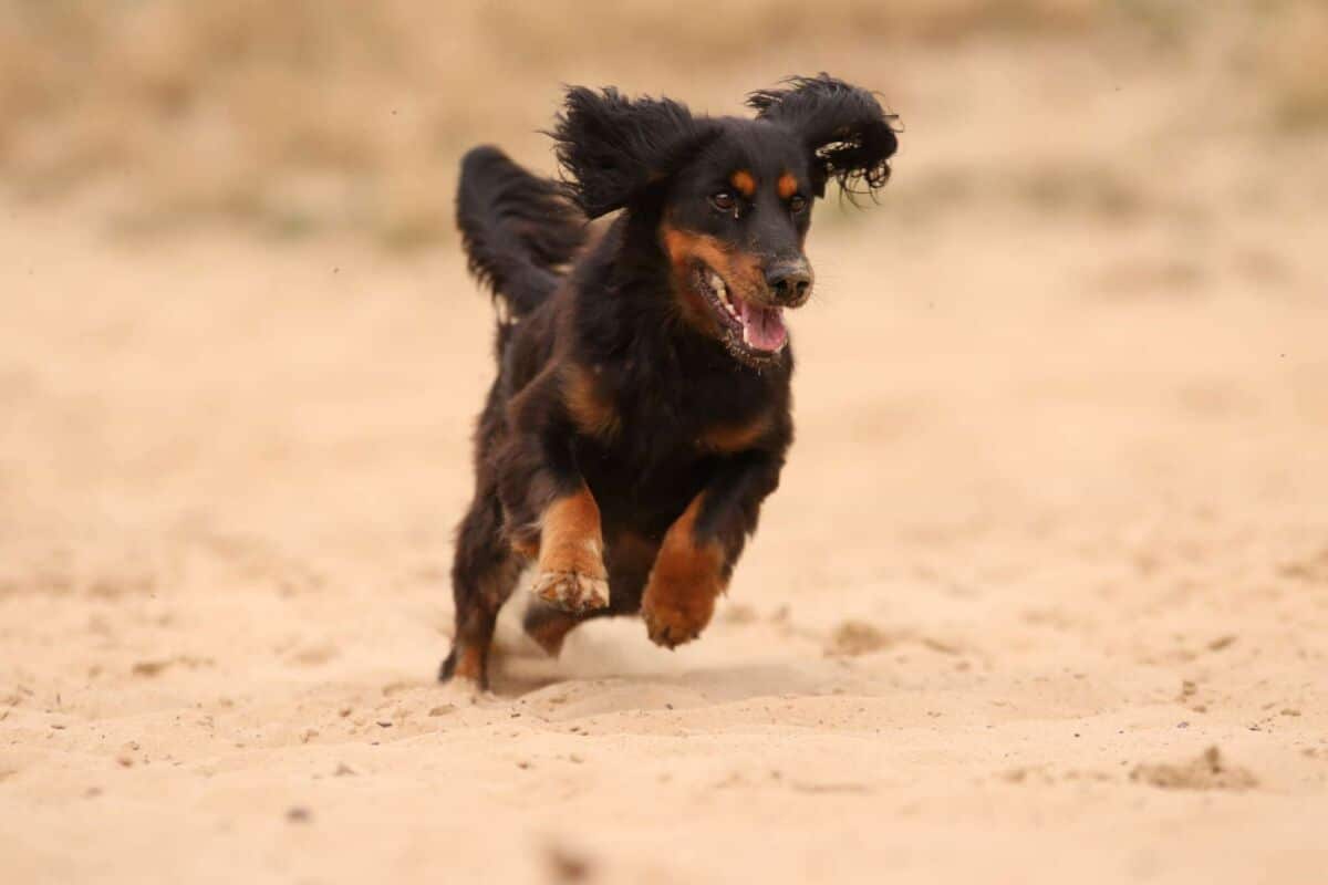 Jagdhund