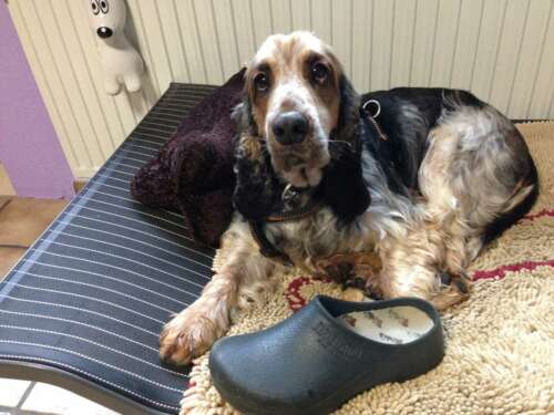 Cocker Spaniel Zino liegt auf einer Hundeliege und verteidigt einen Gartenschuh