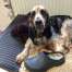 Cocker Spaniel Zino liegt auf einer Hundeliege und verteidigt einen Gartenschuh