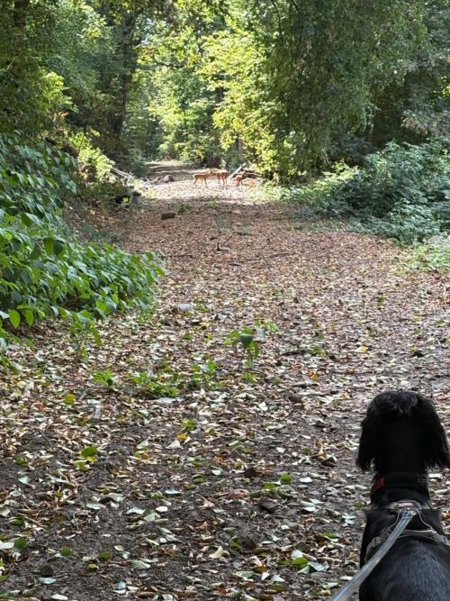 Onlinevortrag: Echtes Jagdverhalten oder Pseudojagdverhalten - Die Grundlagen mit Pia Gröning [Digital]