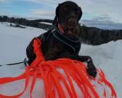 Deutsch Drahthaar Dixon liegt im Schnee