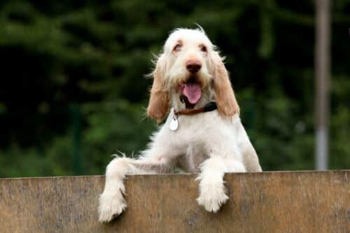 Spinone-Spezial-Woche in Siebengewald/NL mit Pia Gröning [Digital]