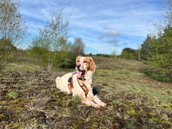 Setter-Spezial-Woche in Siebengewald/NL mit Pia Gröning [Digital] – Bild 3