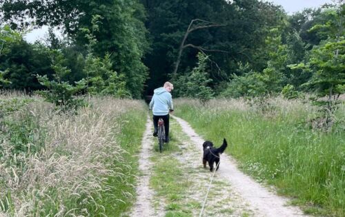 Onlinevortrag Hilfe, mein Hund jagt Autos/Reiter/Radfahrer - mit Pia Gröning [Digital]
