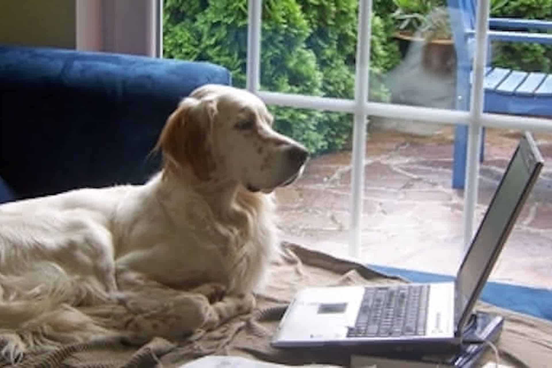 Hund vor Laptop Hund vor Laptop